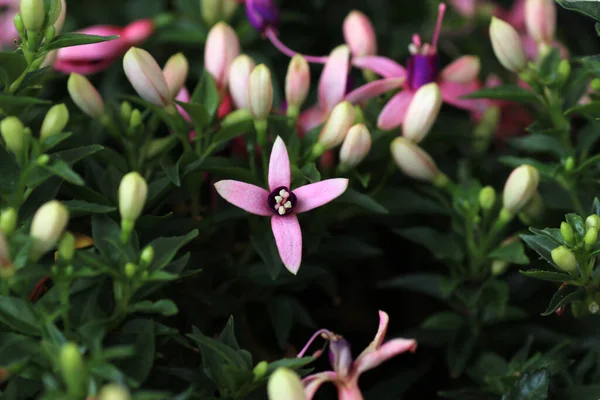 Eine Nahaufnahme Von Schönen Blauen Sternblumen — Stockfoto