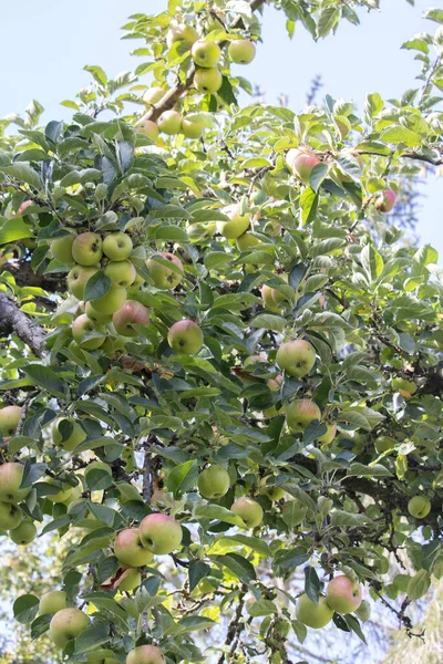 树枝上垂直的苹果 — 图库照片