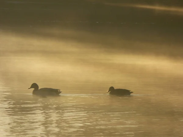 Eine Nahaufnahme Von Enten Einem See — Stockfoto