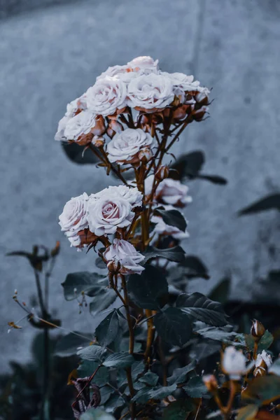 Ένα Κάθετο Πλάνο Από Λευκά Τριαντάφυλλα Θολή Φόντο — Φωτογραφία Αρχείου