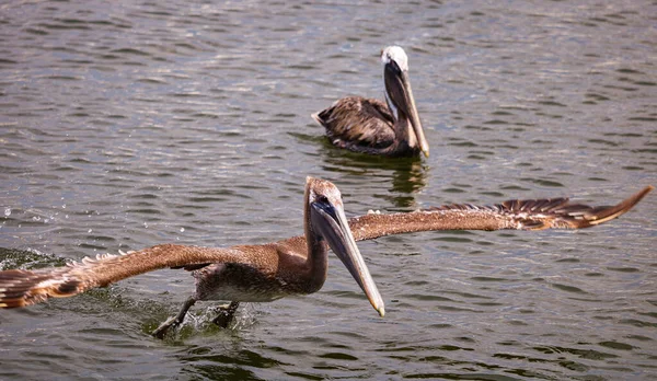 Closeup Shot Pelican Taking Lake — Stock Photo, Image
