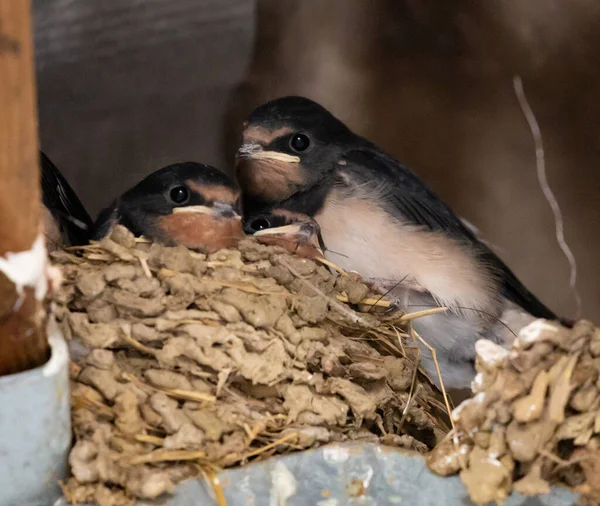 Tiro Selectivo Del Foco Pájaros Pequeños Lindos —  Fotos de Stock