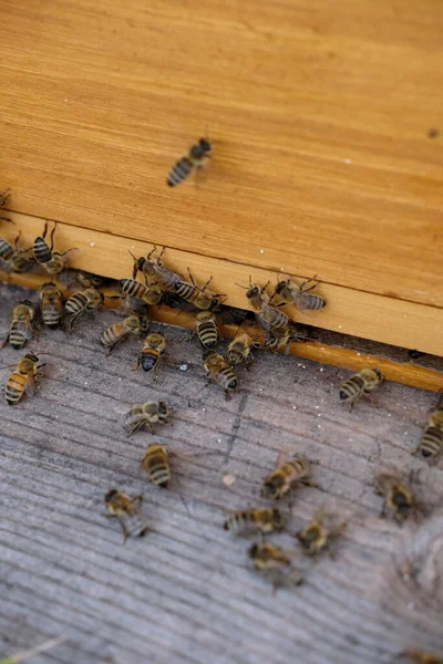 Eine Vertikale Aufnahme Einer Bienengruppe Auf Einem Bodenzement Und Auf — Stockfoto