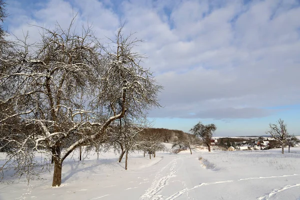 Detailní Záběr Stromy Bez Listí Zimní Příroda — Stock fotografie