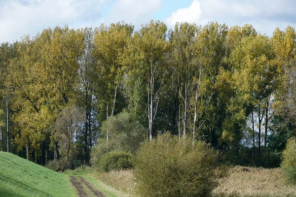 Eine Faszinierende Aufnahme Hoher Bäume Wald — Stockfoto