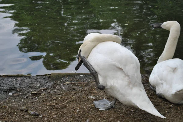 Een Prachtig Shot Van Elegante Witte Zwanen Met Gebogen Nekken — Stockfoto