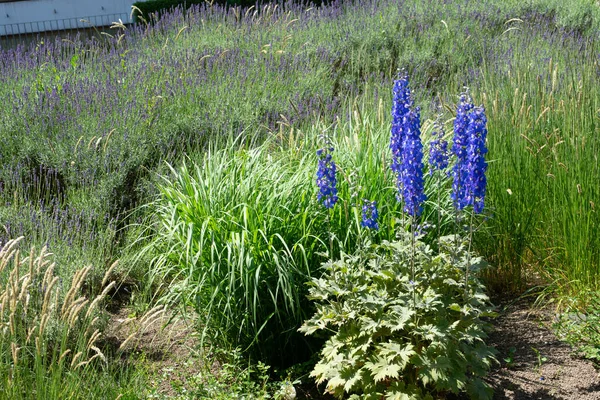 Plan Rapproché Plantes Jacinthe Poussant Dans Champ — Photo