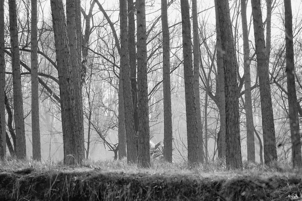 Tiro Tons Cinza Troncos Árvores Uma Floresta — Fotografia de Stock