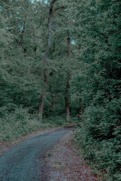 Tiro Vertical Caminho Cercado Por Árvores Uma Floresta — Fotografia de Stock