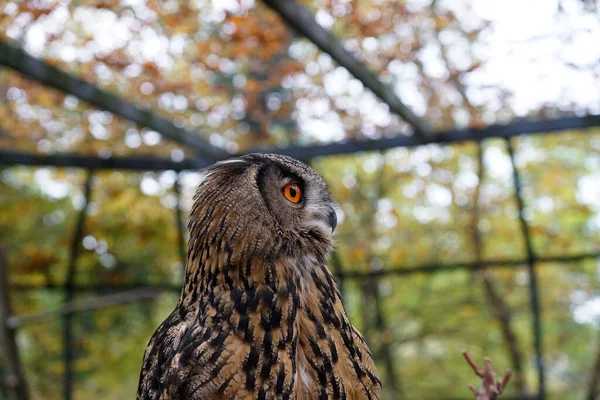 Portrait Beautiful Owl Amazing Eyes — Stock Photo, Image