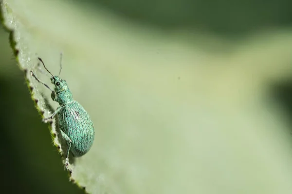 Een Close Shot Van Een Insect Een Groene Plant — Stockfoto