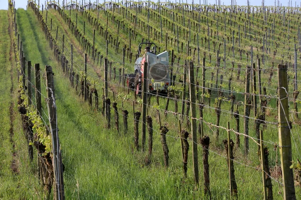 Ein Schöner Schuss Weinberg Sonnenlicht — Stockfoto