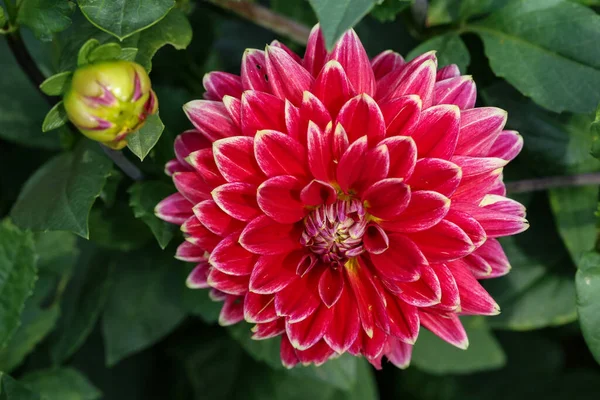 정원에 분홍빛 Dahlias 의뜨거운 클로즈업 — 스톡 사진