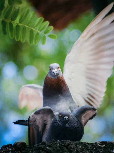 Primer Plano Dos Lindas Palomas Roca Encaramadas Árbol —  Fotos de Stock