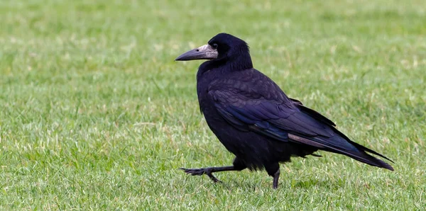 Gros Plan Corbeau Sous Lumière Soleil — Photo