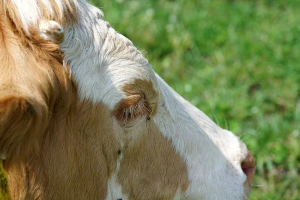 Retrato Cerca Una Vaca Pasto —  Fotos de Stock