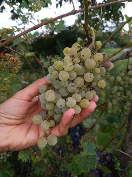 Primer Plano Vertical Una Mano Sosteniendo Uvas Árbol — Foto de Stock