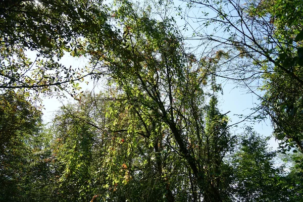 Tiro Ângulo Baixo Uma Densa Folhagem Floresta Bagunçada Verão — Fotografia de Stock