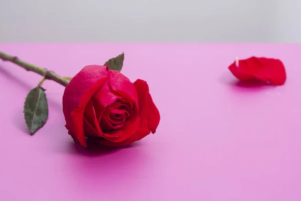 Primer Plano Una Rosa Rosa Con Pétalo Caído Sobre Una — Foto de Stock
