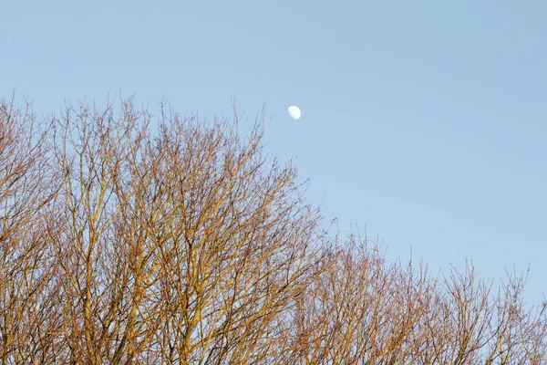 Över Bladlösa Träd Med Klar Himmel Bakgrund — Stockfoto