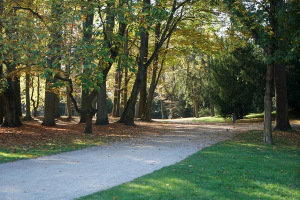 Belo Tiro Uma Passarela Parque Coberto Com Folhas Caídas — Fotografia de Stock