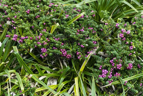 Closeup Shot Shrub Called Gaultheria — Stock Photo, Image