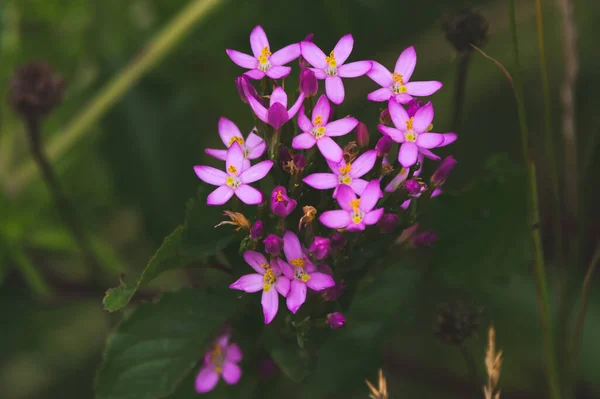 Centaury Çiçeğinin Seçici Odak Noktası — Stok fotoğraf