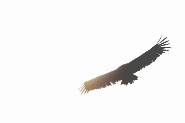 Una Silueta Águila Voladora Aislada Sobre Fondo Blanco — Foto de Stock