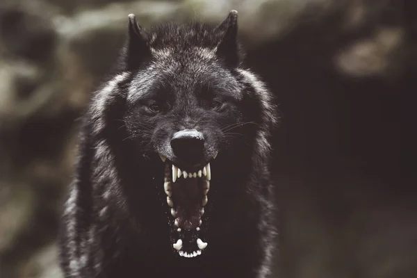 Ein Weicher Fokus Eines Wild Knurrenden Schwarzen Wolfes Mit Scharfen — Stockfoto