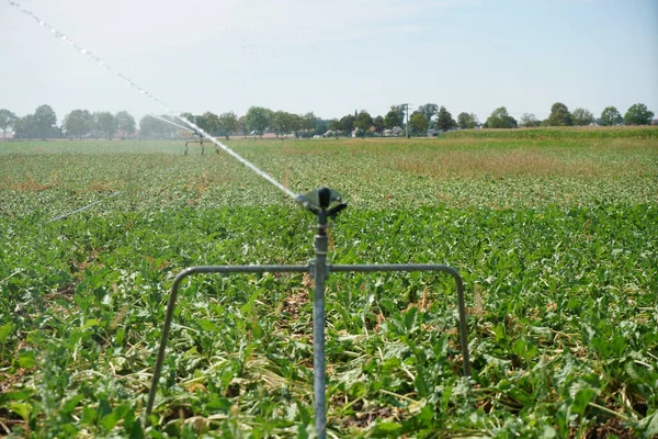Irrigation Cornfields Summer — Stock Photo, Image