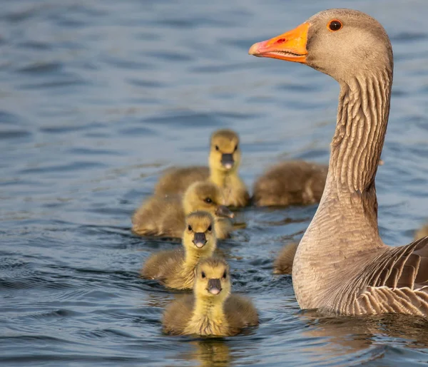 Primer Plano Patos Bebé Con Madre Nadando Lago — Foto de Stock