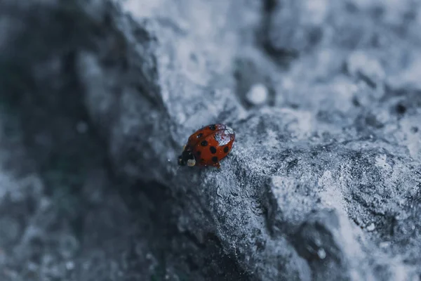 Gros Plan Punaises Rouges — Photo