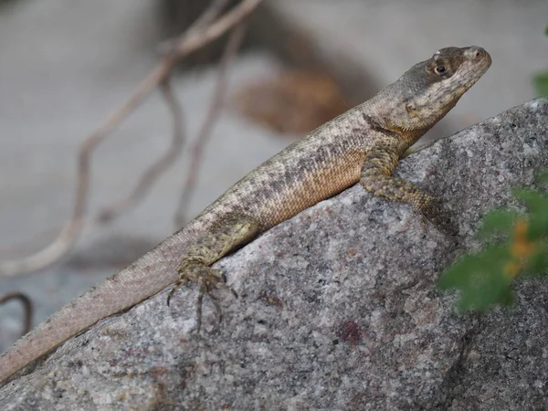 Tiro Perto Lagarto Tamanho Médio Uma Superfície Pedra — Fotografia de Stock