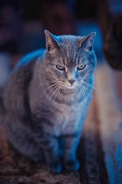 Yerde Oturan Tüylü Bir Evcil Kedinin Dikey Yakın Çekimi — Stok fotoğraf