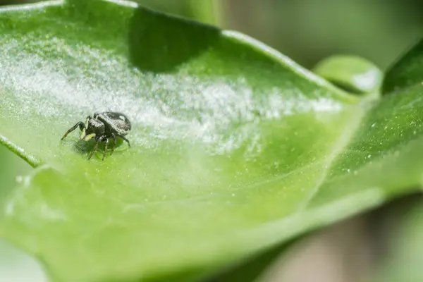 緑の植物の昆虫のクローズアップショット — ストック写真