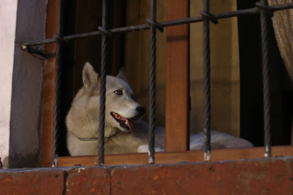 Крупный План Милой Собаки Приюте — стоковое фото
