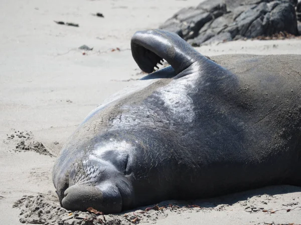 Een Close Van Een Olifant Zeehond Liggend Het Strand Bij — Stockfoto