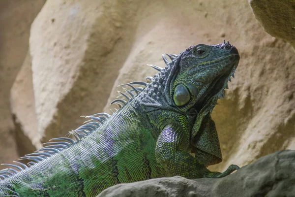 Tir Iguane Vert Sur Une Pierre — Photo