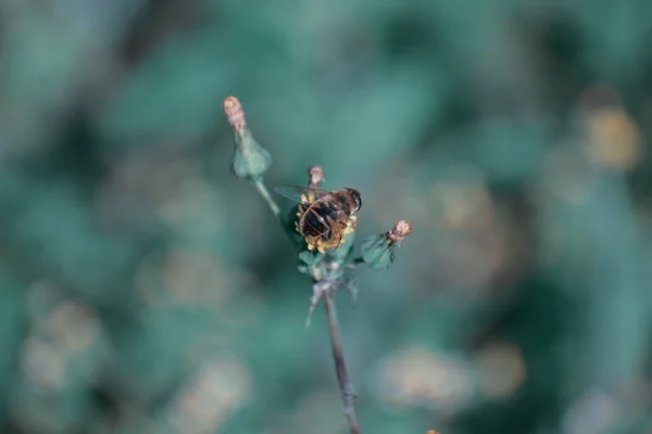 Крупный План Пчелы Цветке Размытым Фоном — стоковое фото