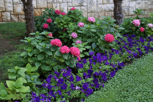 Eine Hochwinkelaufnahme Lila Und Rosa Blumen Einem Garten — Stockfoto