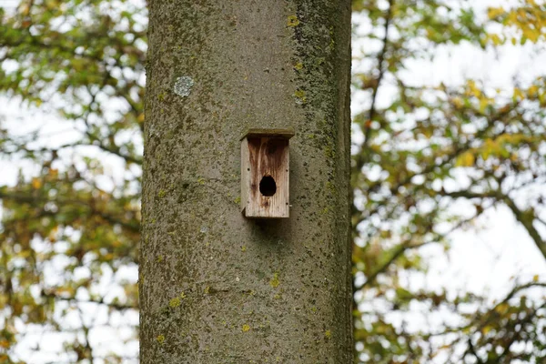 Nahaufnahme Eines Vogelhauses Auf Einem Baumstamm — Stockfoto