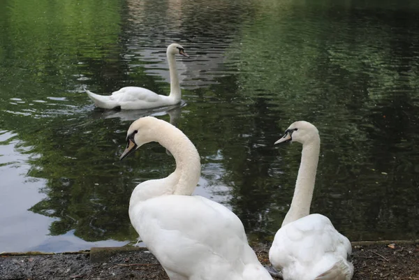 Uma Bela Foto Cisnes Brancos Elegantes Uma Lagoa — Fotografia de Stock