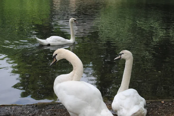 Beau Plan Cygnes Blancs Élégants Dans Étang — Photo