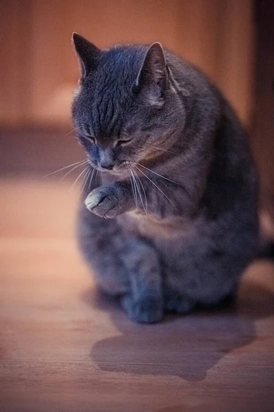 Vertical Closeup Shot Fluffy Domestic Cat Sitting Floor — Stock Photo, Image