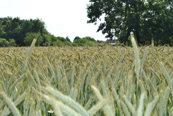 Een Veld Van Triticales Triticales Groeien Een Landbouwgrond — Stockfoto