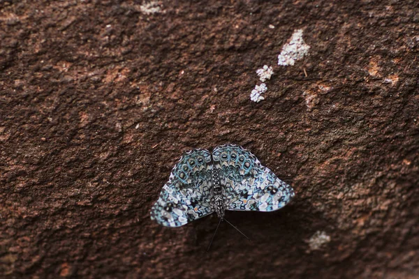 Крупный План Красивой Красочной Бабочки Скале — стоковое фото