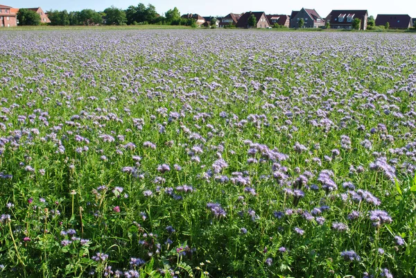 Campo Flores Phacelia Rendada — Fotografia de Stock