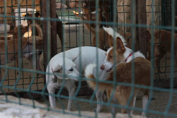 Primer Plano Perros Abandonados Sin Hogar Detrás Una Jaula Refugio — Foto de Stock