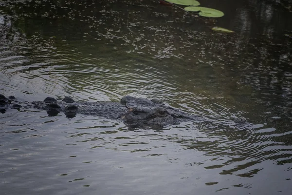 Een Close Shot Van Amerikaanse Alligator Het Meer — Stockfoto