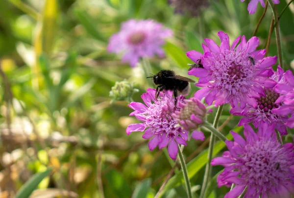 Крупный План Шмеля Собирающего Пыльцу Цветке Клевера — стоковое фото
